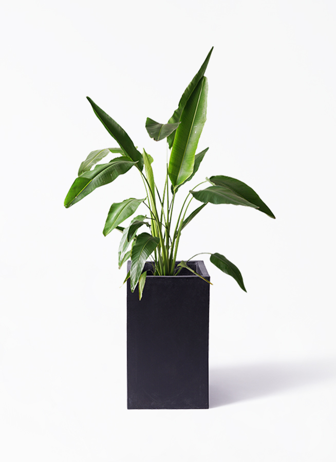 観葉植物 旅人の木 8号 竹バスケット 付き | 観葉植物ならHitoHana