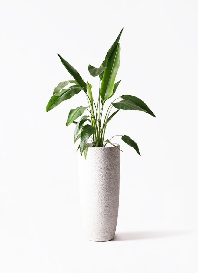 旅人の木A級品　8節 タビビトノキ (旅人の木)【中型 観葉植物 8号鉢／1個】｜ 【植物の