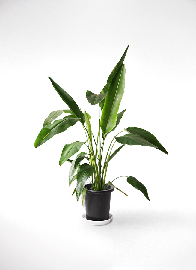ravenala-madagascariensis-1_1.