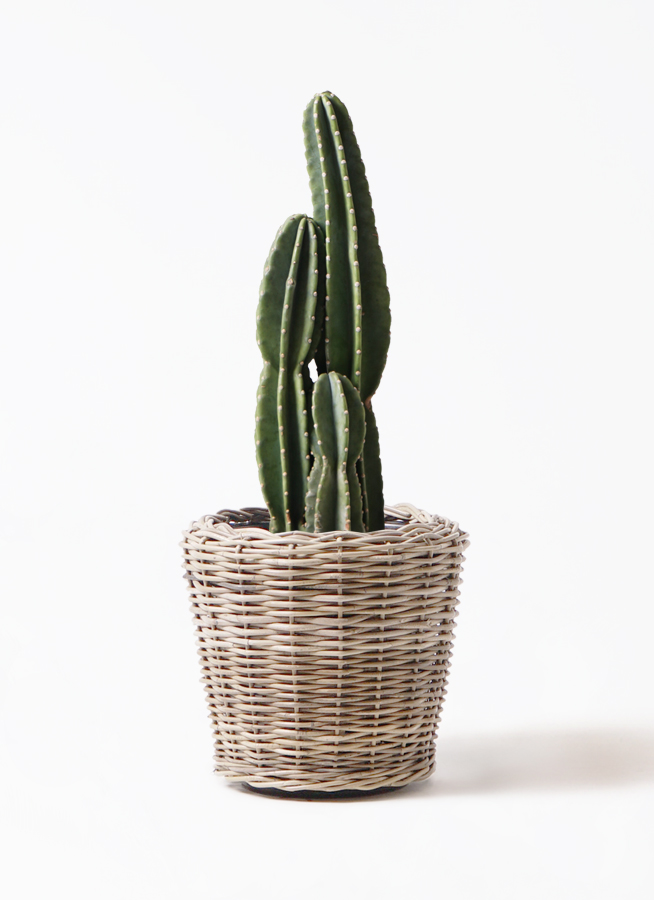 観葉植物 柱サボテン 8号 モンデリック ラタン 付き | 観葉植物