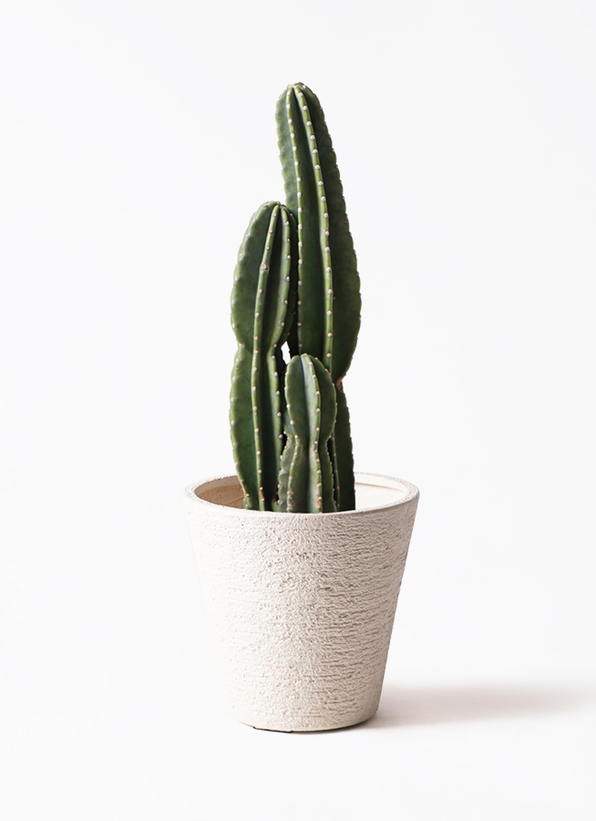 観葉植物 柱サボテン 8号 ビアスソリッド 白 付き | 観葉植物