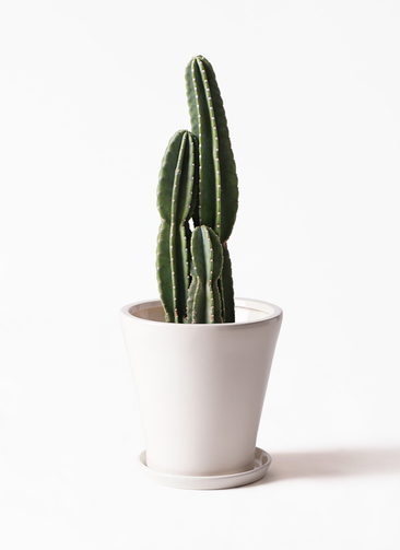 観葉植物 柱サボテン 8号 リブバスケットNatural 付き | 観葉植物なら 
