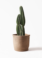 pillar-cactus-9_1.jpg?1565333894