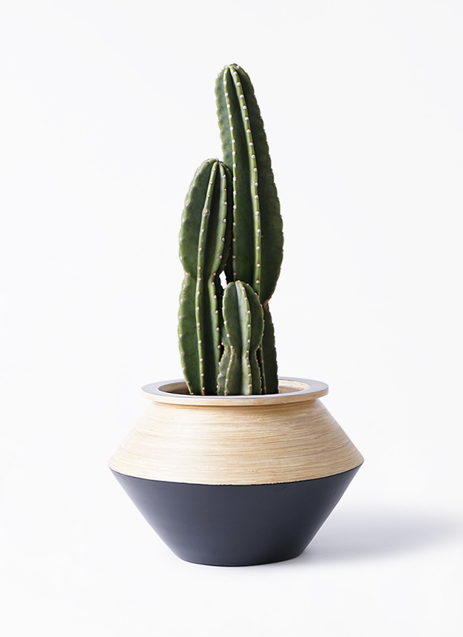 観葉植物 柱サボテン 8号 アルマジャー 黒 付き 観葉植物ならhitohana ひとはな