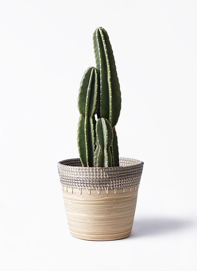 観葉植物 柱サボテン 8号 アルマ コニック 白 付き 観葉植物ならhitohana ひとはな 観葉植物 柱サボテン 8号 アルマ コニック 白 付き 観葉植物ならhitohana ひとはな