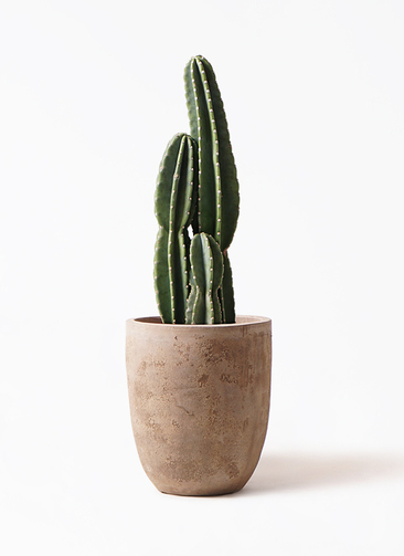 精緻な植物紋☆サンルイ クリスタル 大型デキャンタ 36
