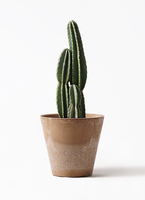 【定価18,800円→9,999円】柱サボテン 8号 80cm 一点物 観葉植物 pillar-cactus-71_1.jpg?1565333954
