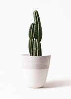pillar-cactus-45_1.jpg?1565334060