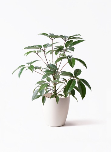 tupidanthus-bosa-25_1.jpg?  