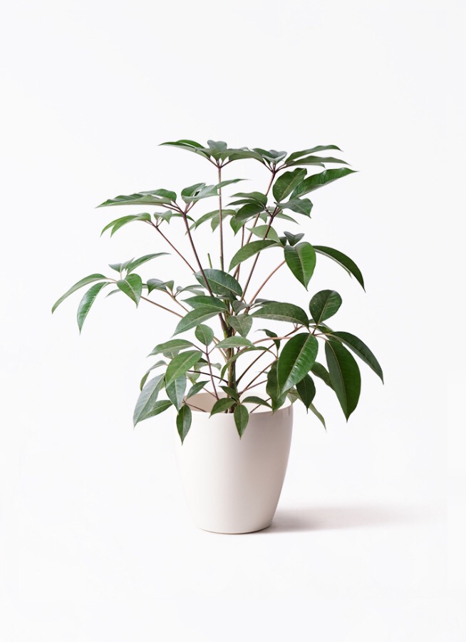 ［現品］3番　ツピタンサス　曲がり　8号　観葉植物　室内　大型　おしゃれ ツピタンサス【大型 観葉植物 8号鉢／2〜3本立ち1個】 : shopooo