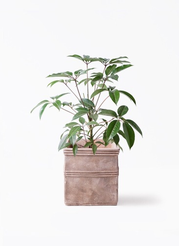 観葉植物 ツピダンサス 8号 ボサ造りテラアストラ カペラキュビ 赤茶色