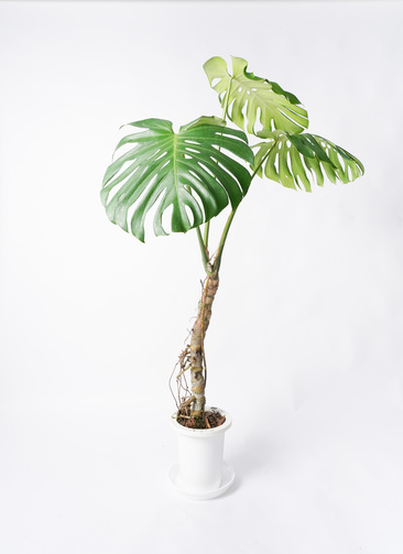 公式通販サイト - ファッション 通販 monstera-neagari-122_0001.jpg? モンステラ・ポトス