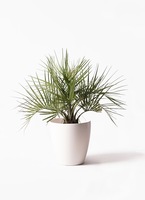 観葉植物 ココスヤシ (ヤタイヤシ) 10号 Eco Stone（エコストーン