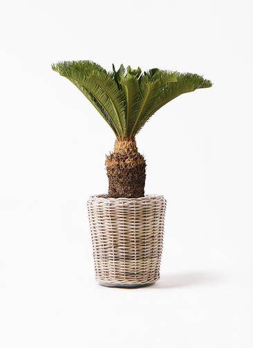 cycas-revoluta-38_1.jpg?1565506271