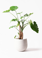 alocasia-4_1.jpg?1565506291