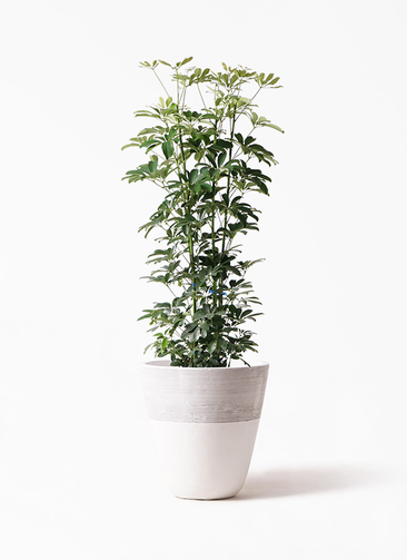 【B級品/大型観葉植物】シャープな葉姿が可愛い♪シェフレラ（カポック）10号鉢 B級品/大型観葉植物】シャープな葉姿が可愛い♪シェフレラ