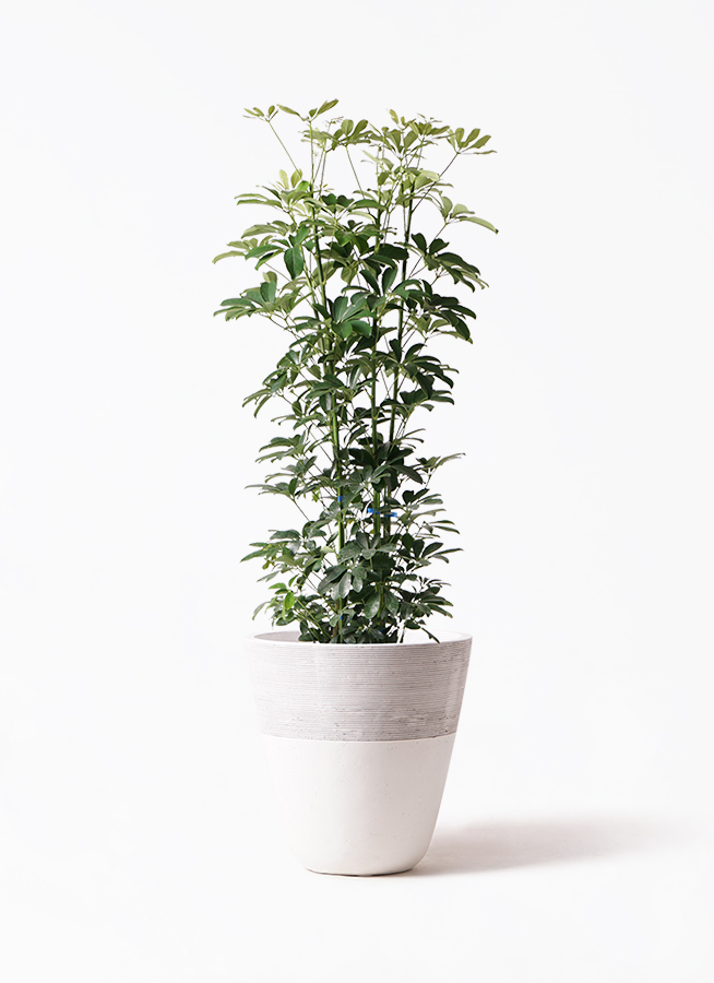 シェフレラ・カポック 白鉢 観葉植物 カポック（シェフレラ） 8号 ノーマル ジュピター 白