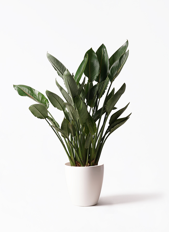 観葉植物 ストレリチア (ストレチア) レギネ 10号 ベータ 観葉植物 ストレリチア (ストレチア) レギネ 10号 ベータ