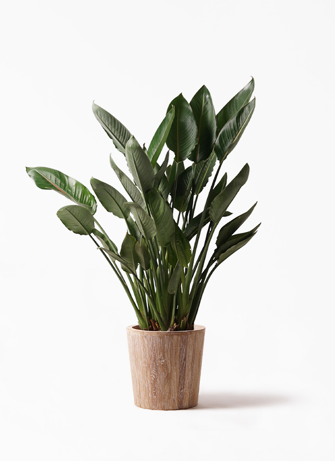 観葉植物 ストレリチア ストレチア レギネ 10号 ウッドプランター 付き 観葉植物ならhitohana ひとはな