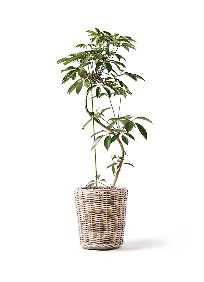 ツピダンサス 10号 | 観葉植物通販HitoHana(ひとはな)