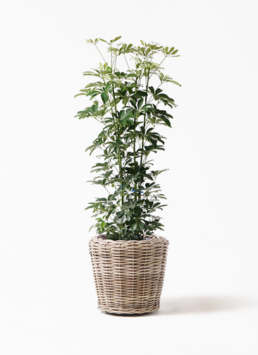 観葉植物 シェフレラ（カポック） 8号 ノーマル モンデリック ラタン