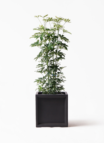 観葉植物 シェフレラ（カポック） 8号 ノーマル ブリティッシュ