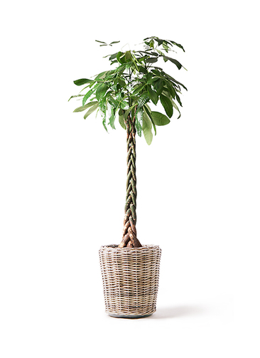 pachira-322_1.jpg?1565506385