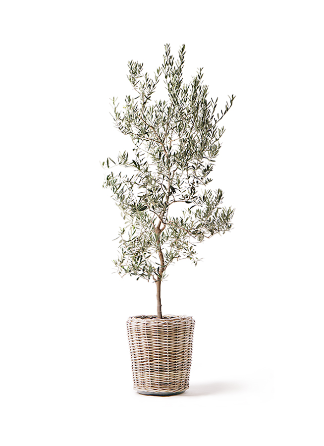 ★☺︎⭐︎☺︎★...& BUHI　オリーブの木　古木　螺旋　10号 olive-barouni-37_1.jpg?1565506418