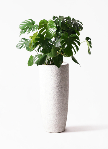らいむ　モンステラ　デリシオーサ　8号鉢つき　2株植え❗深穴あき❗大型種❗ モンステラ・デリシオーサ 変異株穴デカ 成長記録・育て方