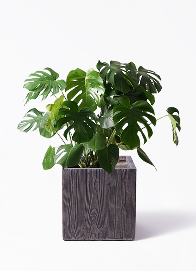観葉植物 モンステラ 8号 ボサ造り ベータ キューブプランター 観葉植物 モンステラ 8号 ボサ造り ベータ キューブプランター