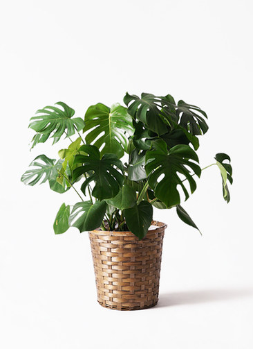 観葉植物 モンステラ 8号 ボサ造り 竹バスケット 付き | 観葉植物なら