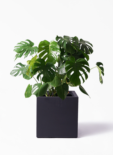 ⭐️ 大型美品⭐️ 観葉植物 幹太2株入りモンステラの木 横浜引き取り限定 monstera-64_1.jpg?1565506493