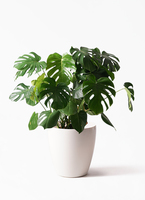 モンステラ 8号 | 観葉植物 | インテリアやギフトに - Hitohana（ひと