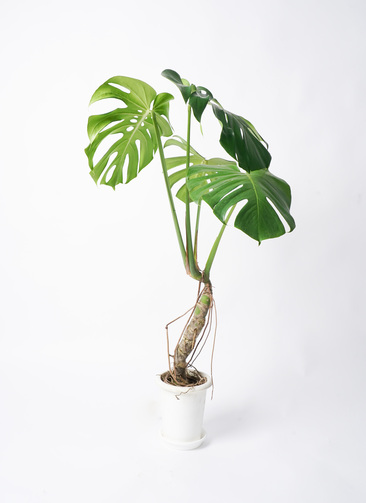 根っこバチバチ　モンステラ　クリームブリュレ　鉢17㎝サイズ monstera-neagari-123_0001.jpg?