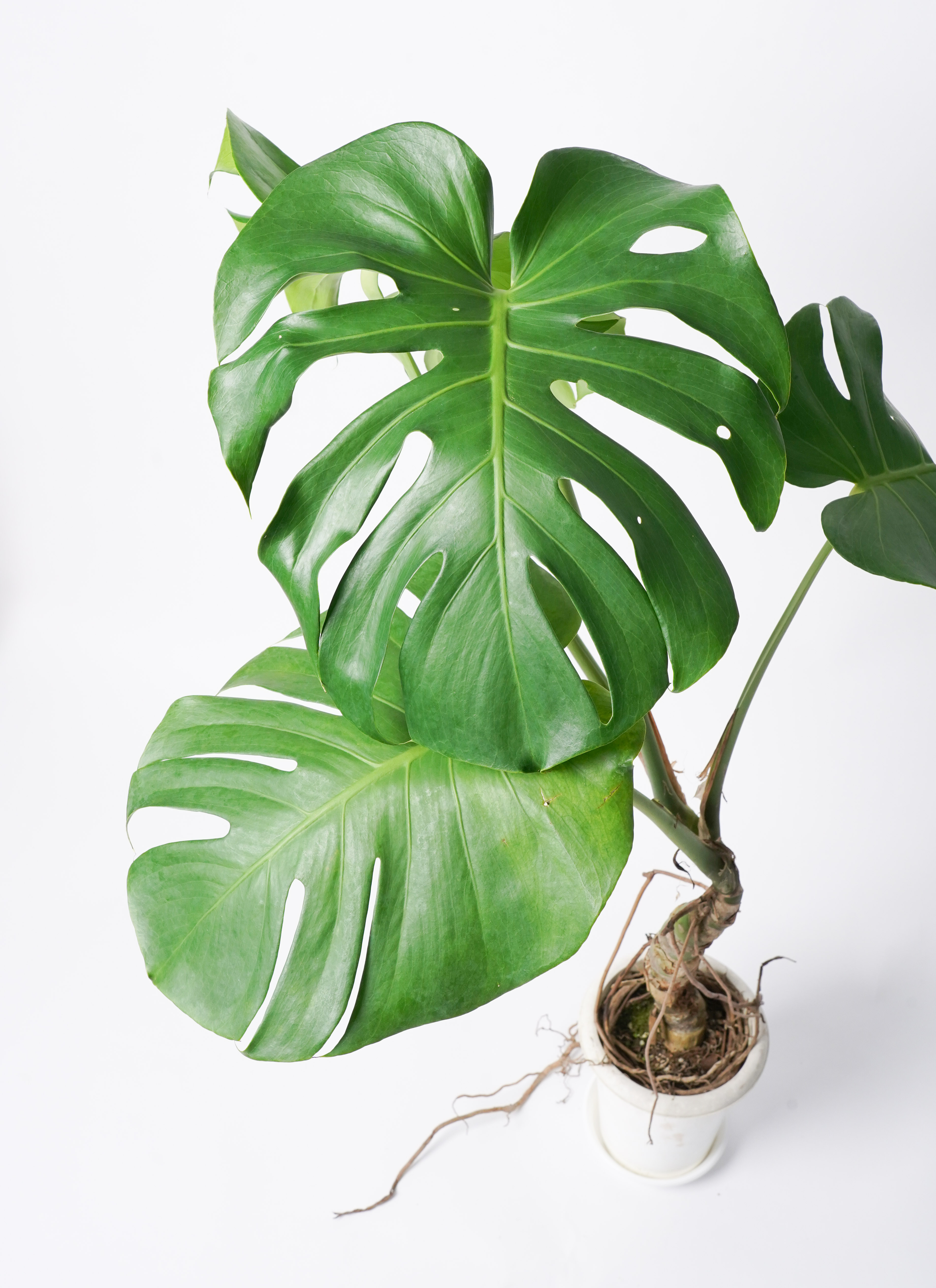 観葉植物 モンステラ 6号 根あがり プラスチック鉢 | 観葉植物なら