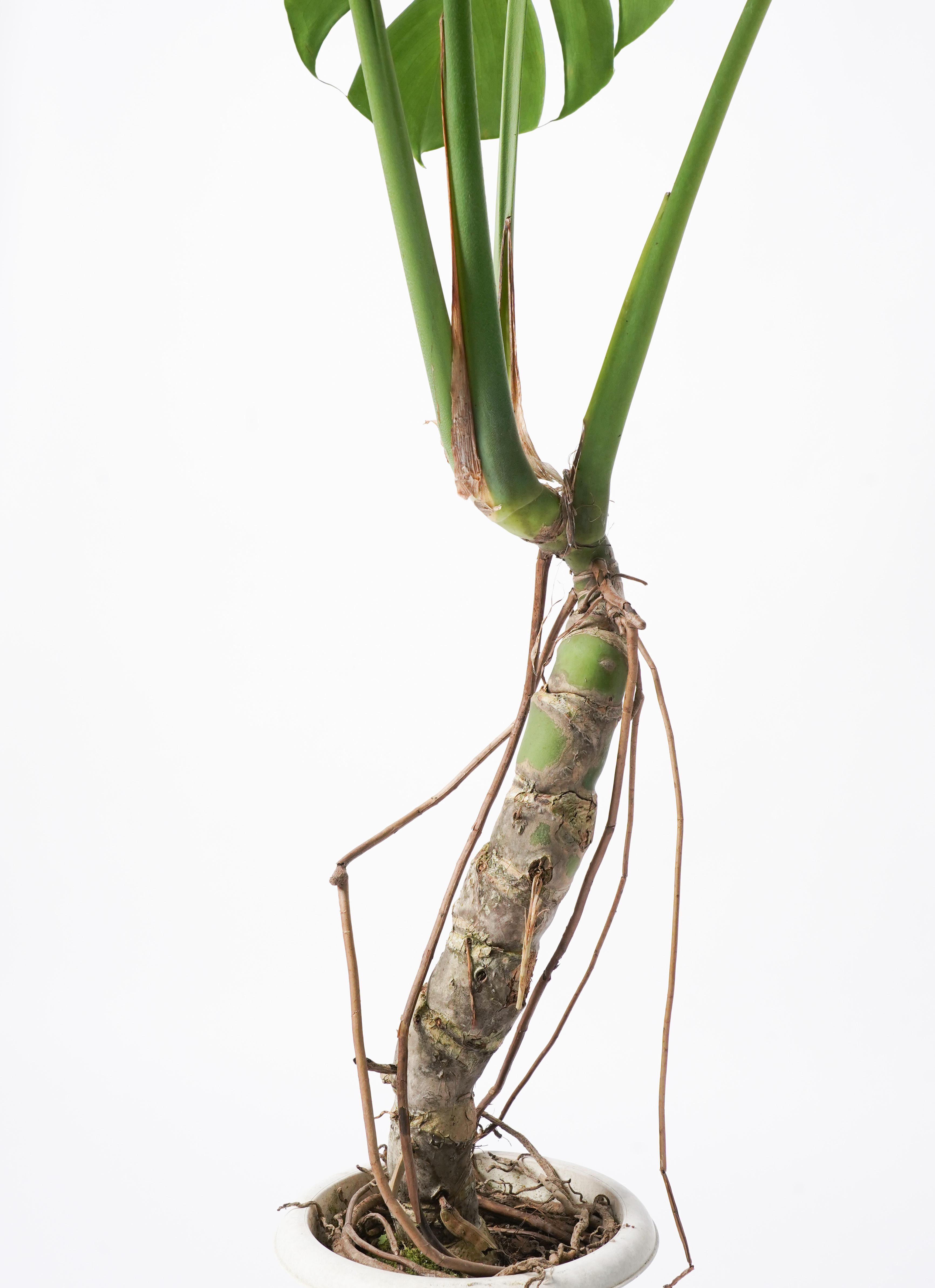 観葉植物 モンステラ 6号 根あがり アイルエッグ ライトブルー 付き