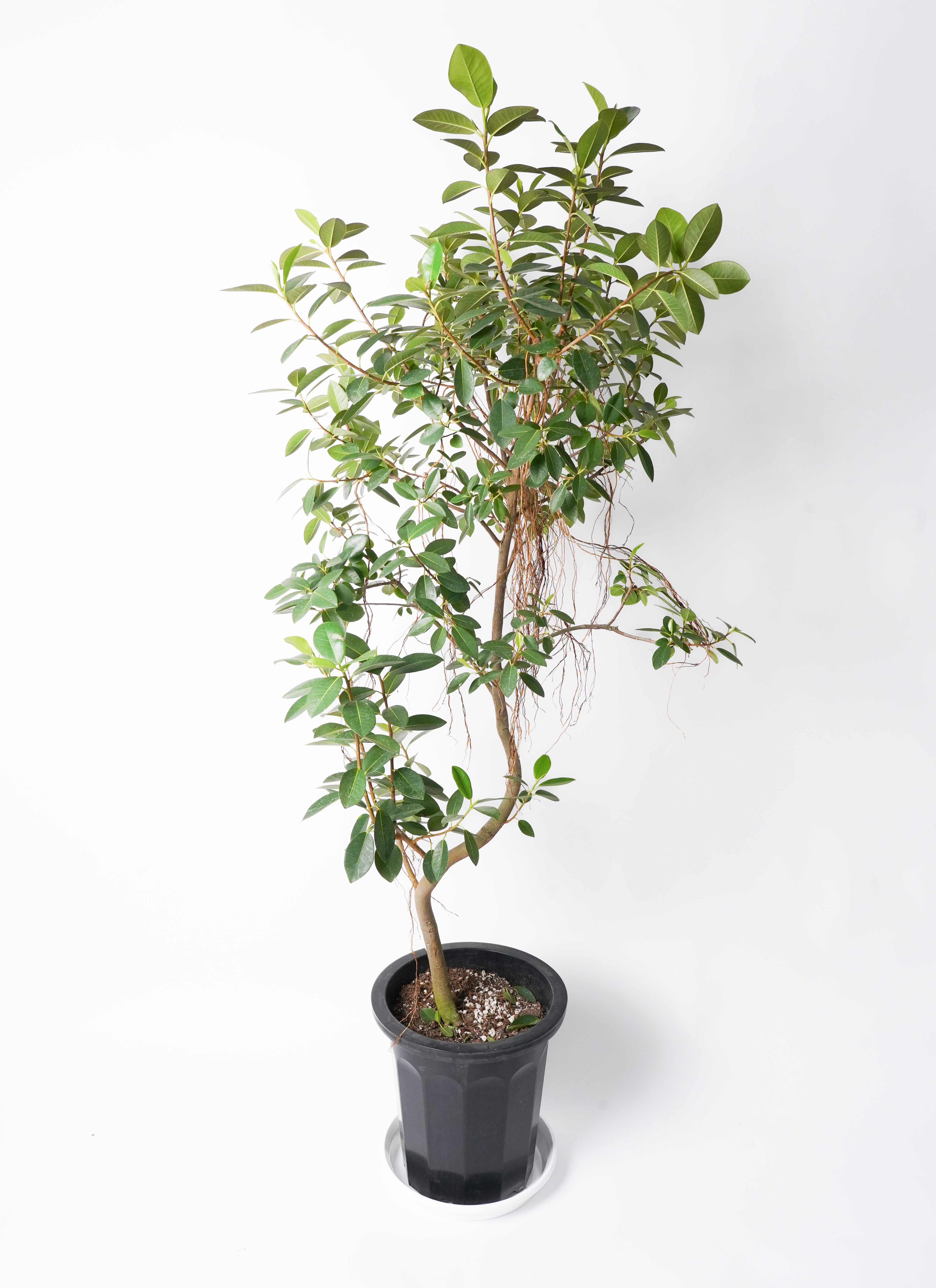 フランスゴムの木 | 観葉植物の通販ならHitoHana（ひとはな）