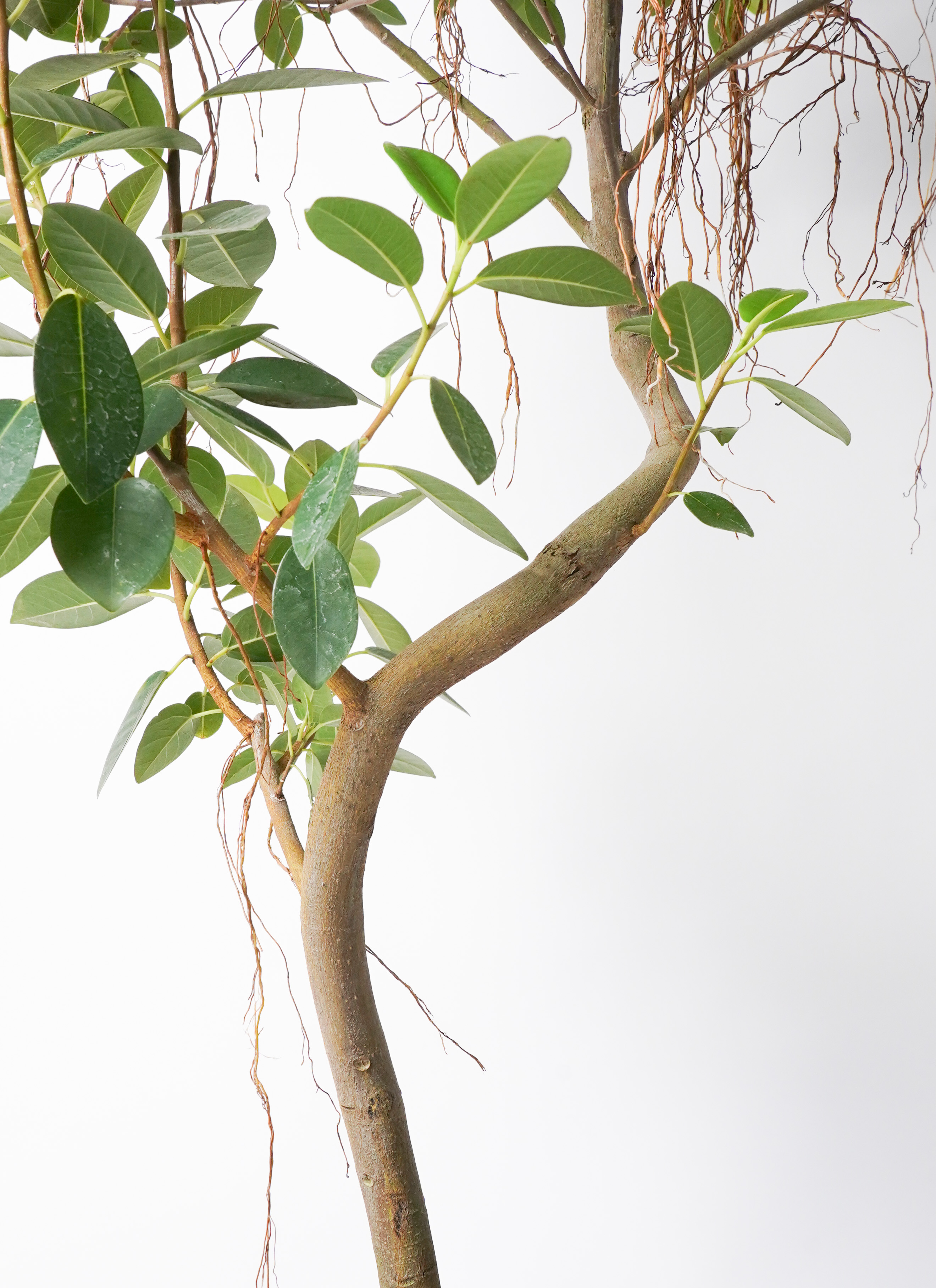 観葉植物 フランスゴムの木 10号 気根 ネイチャーズキャスト