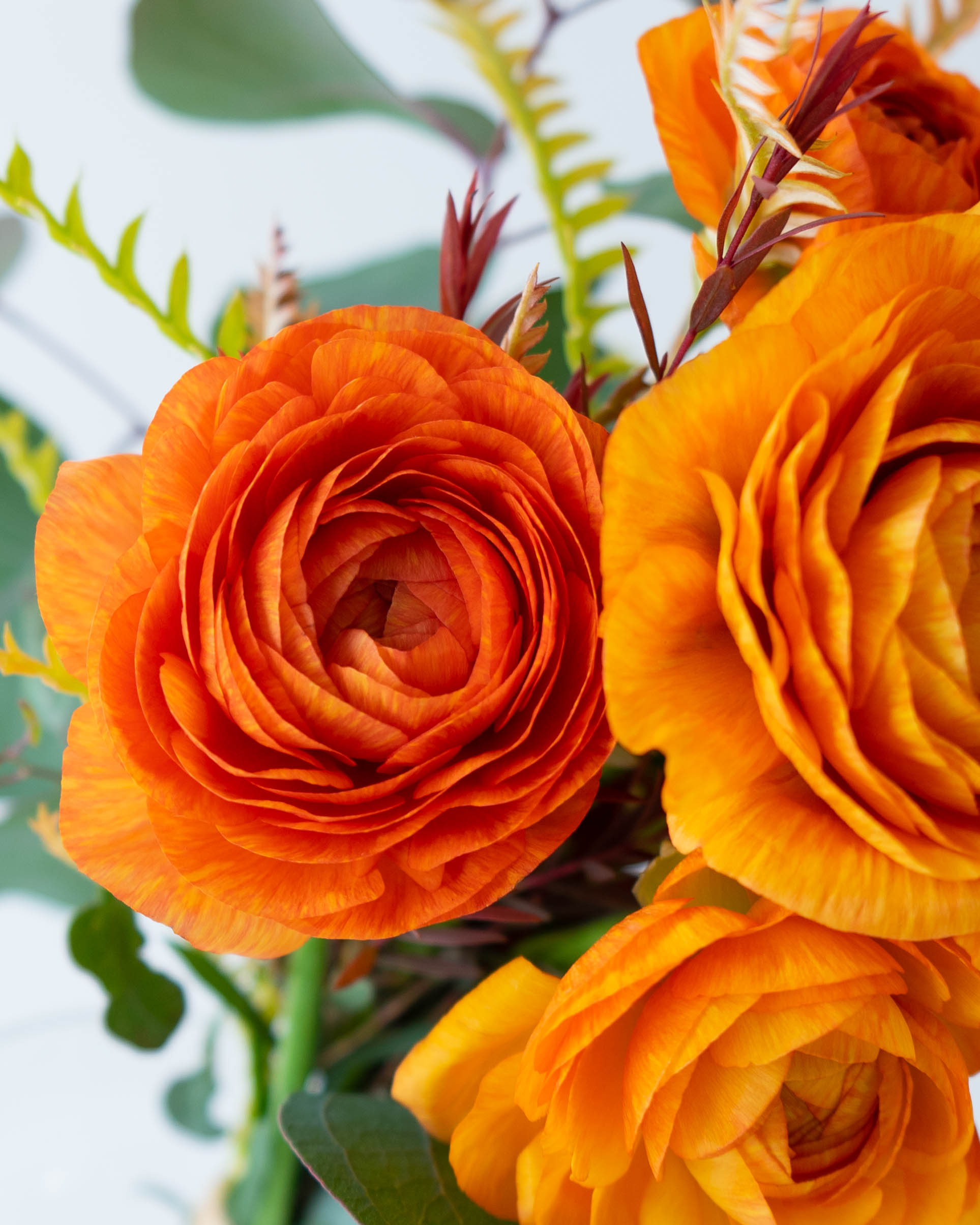 産地直送 ラナンキュラス 花束 オレンジ S／福岡 コスモファーム