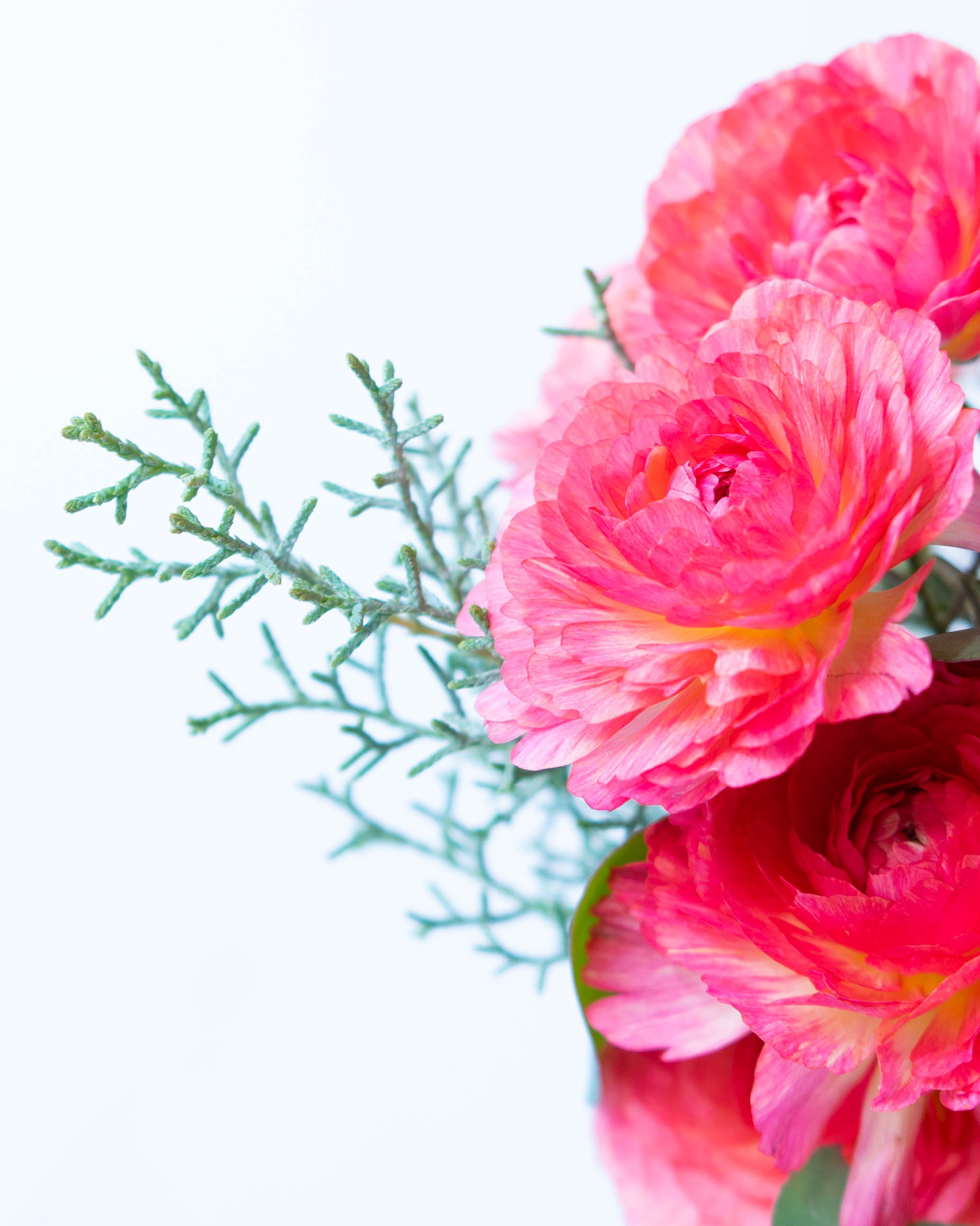 産地直送 ラナンキュラス 花束 ピンク M／福岡 コスモファーム