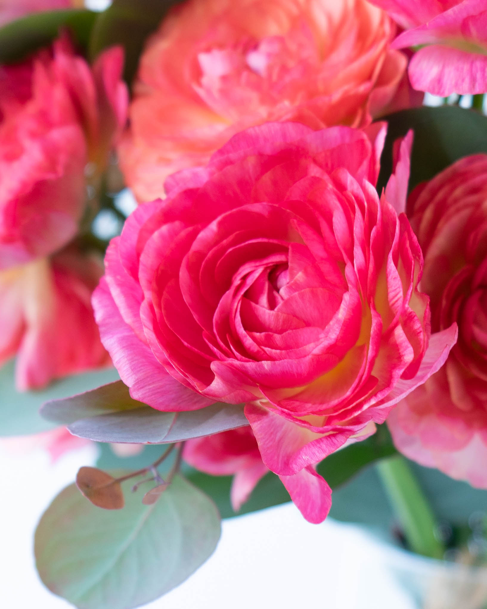 産地直送 ラナンキュラス 花束 ピンク M／福岡 コスモファーム