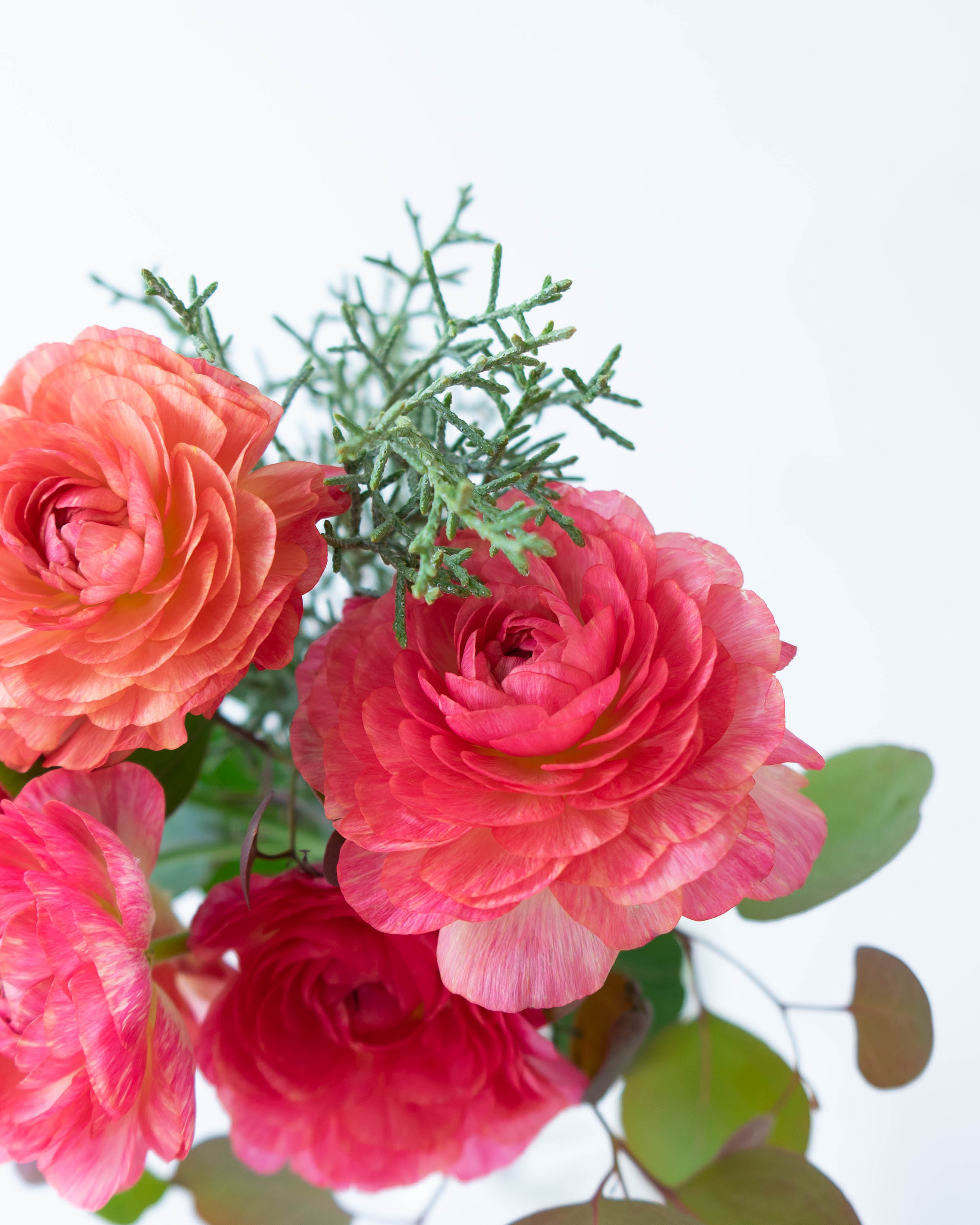 産地直送 ラナンキュラス 花束 ピンク S／福岡 すぎファームからお届け