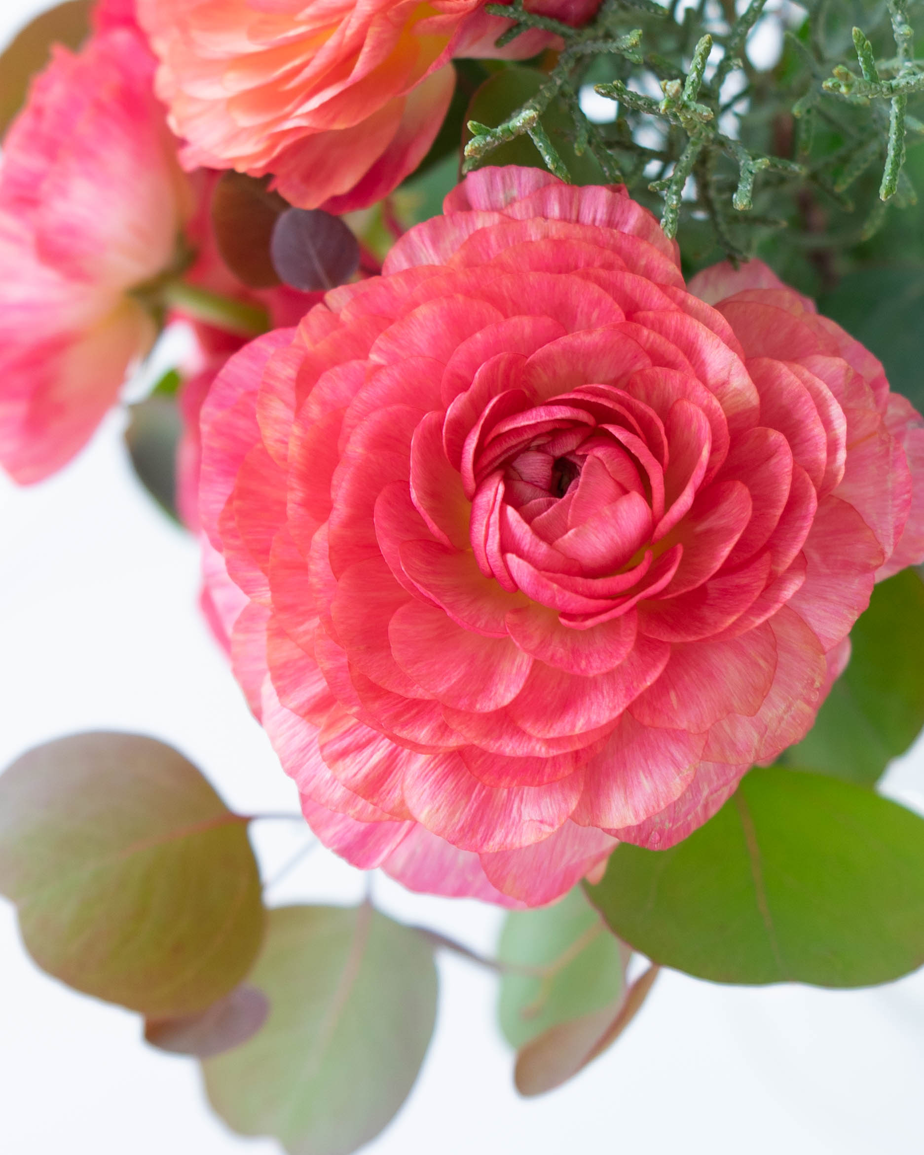 産地直送 ラナンキュラス 花束 ピンク S／福岡 すぎファームからお届け