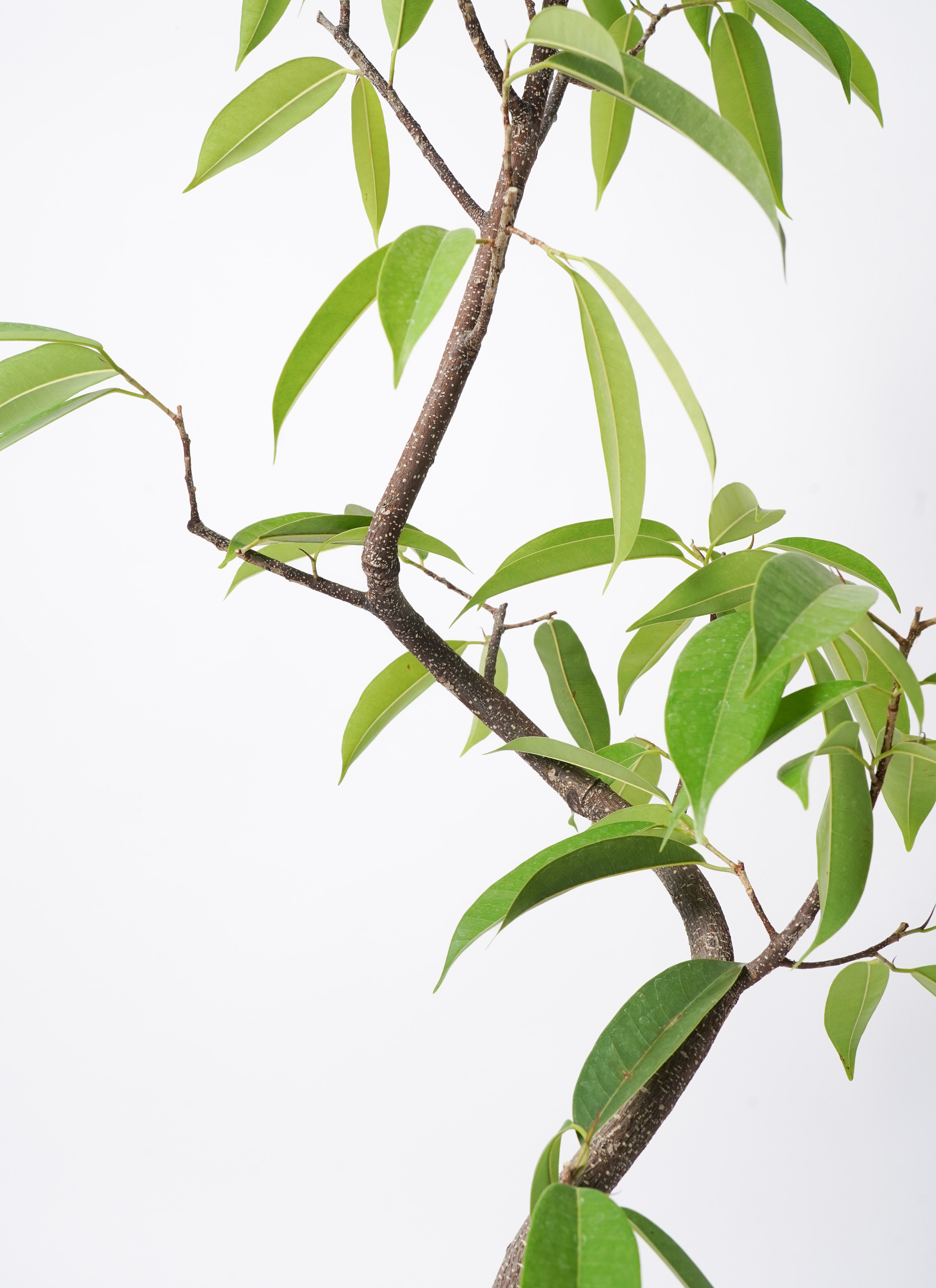 観葉植物 フィカス アムステルダムキング 6号 曲り インティ ホワイト