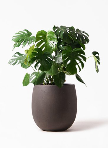 観葉植物 モンステラ 8号 ボサ造り テラニアス バルーン アンティーク