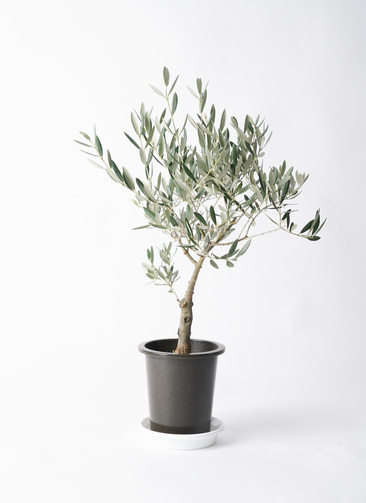 オリーブ　古木　創樹　5号鉢つき　② 観葉植物 オリーブの木 5号 創樹 プラスチック鉢 | 観葉植物なら
