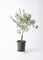 観葉植物 オリーブの木 5号 創樹 プラスチック鉢 | 観葉植物なら