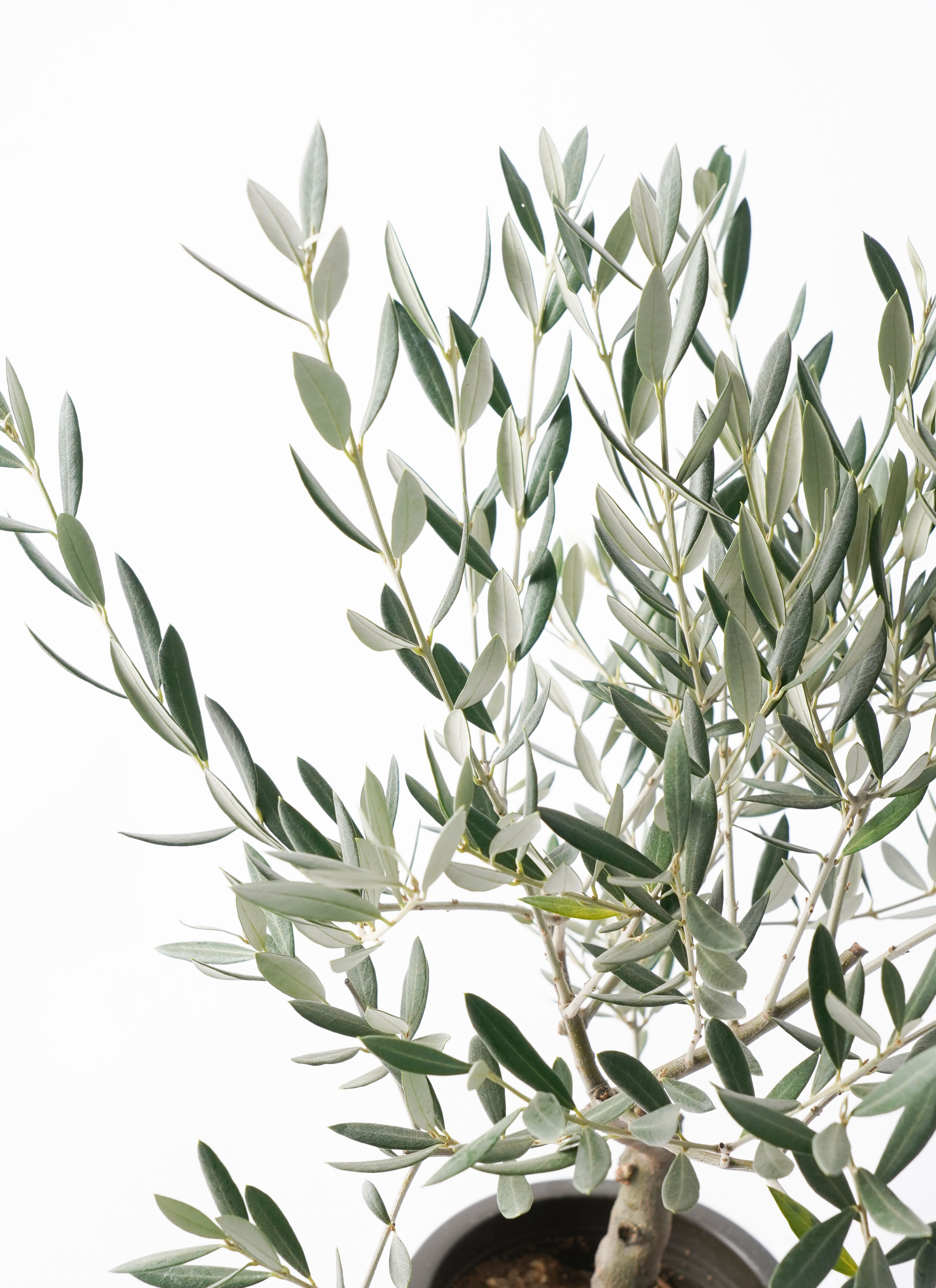 観葉植物 オリーブの木 5号 創樹 プラスチック鉢 | 観葉植物なら