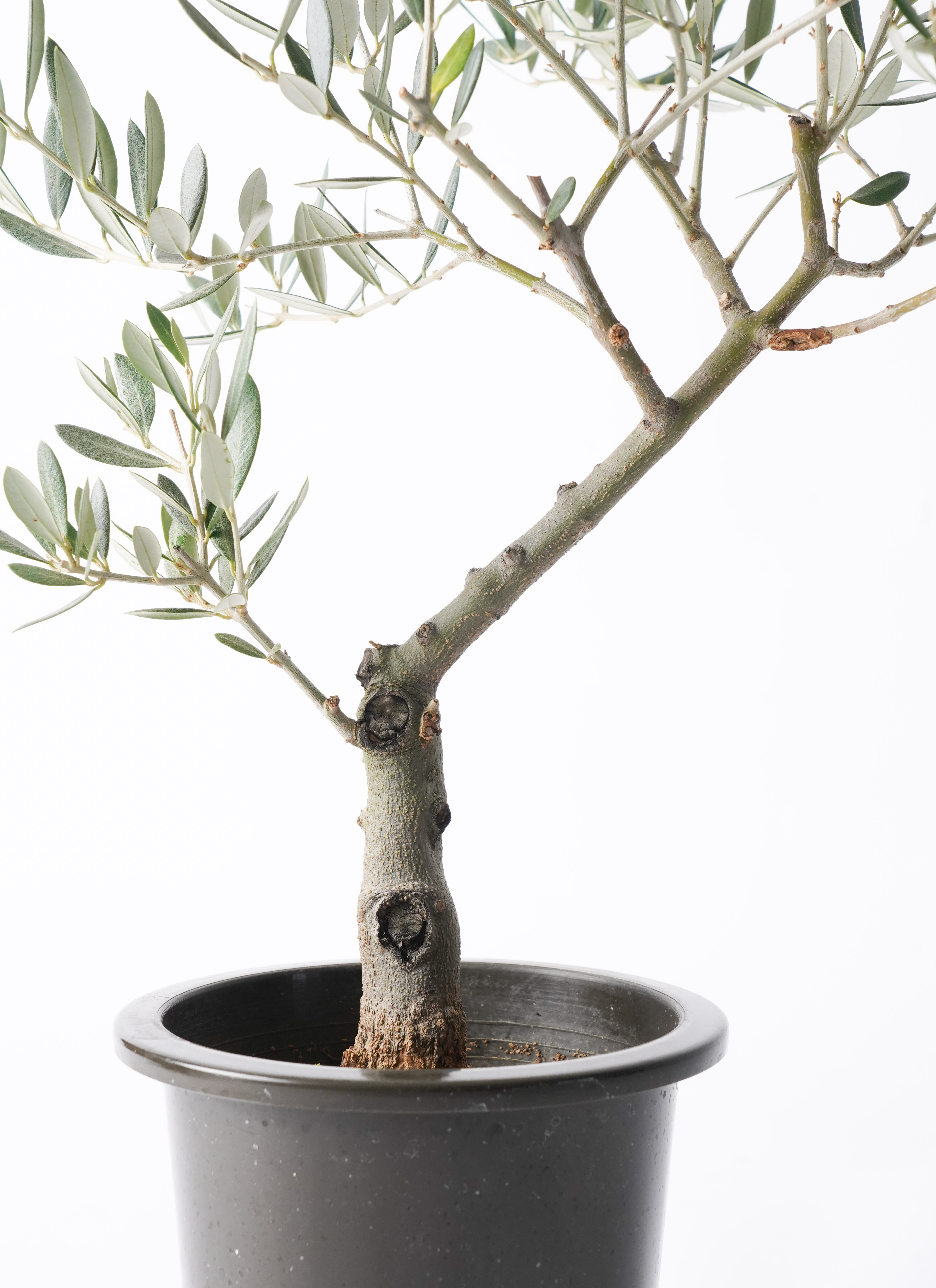 観葉植物 オリーブの木 5号 創樹 プラスチック鉢 | 観葉植物なら