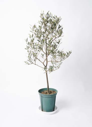 観葉植物 オリーブの木 8号 ミッション プラスチック鉢 / 小倉園